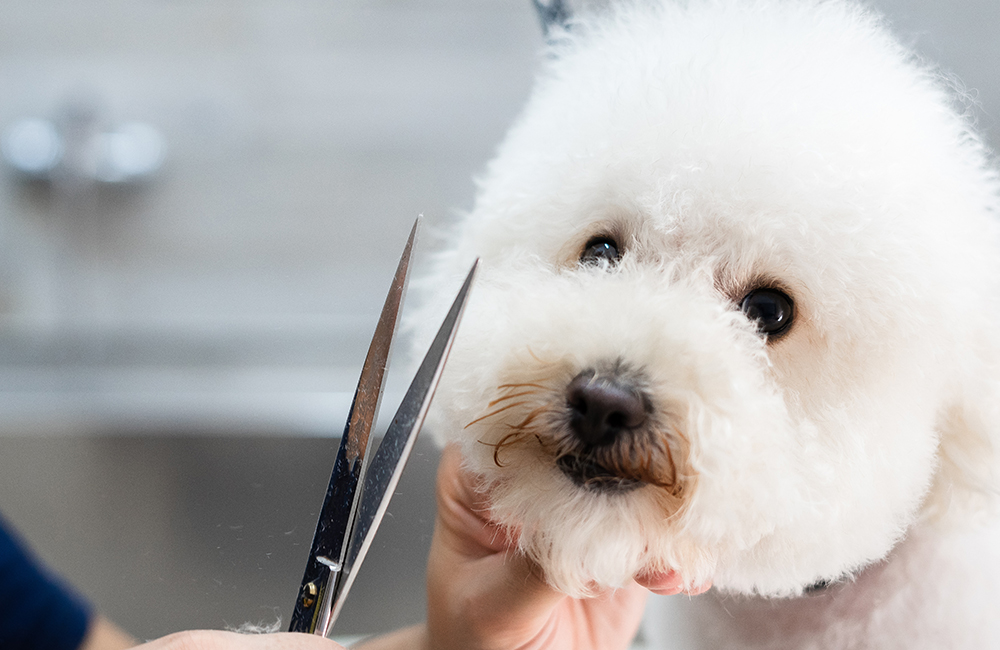 トリミング・ペットホテル