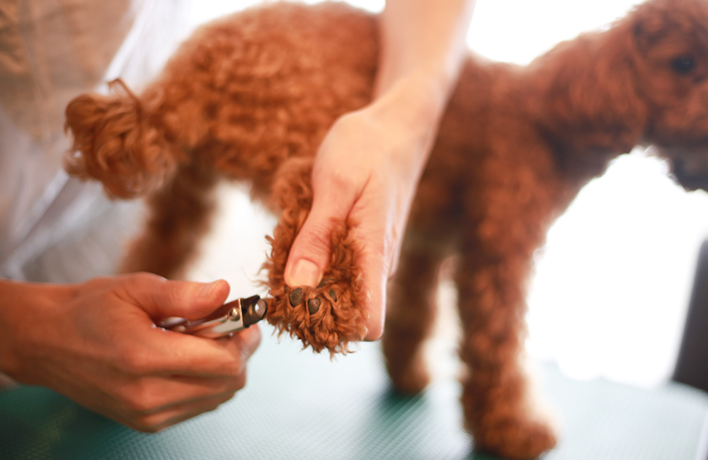 トリミング・ペットホテル