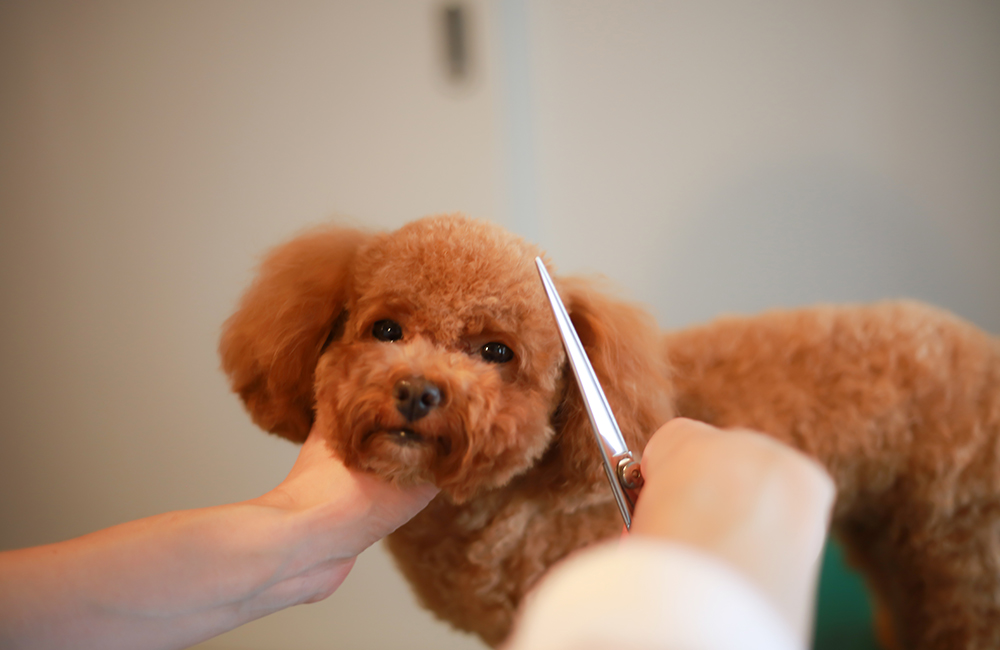 トリミング・ペットホテル