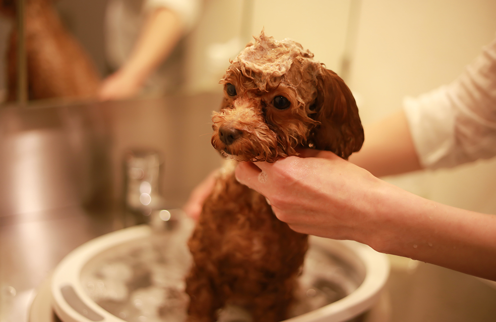 トリミング・ペットホテル