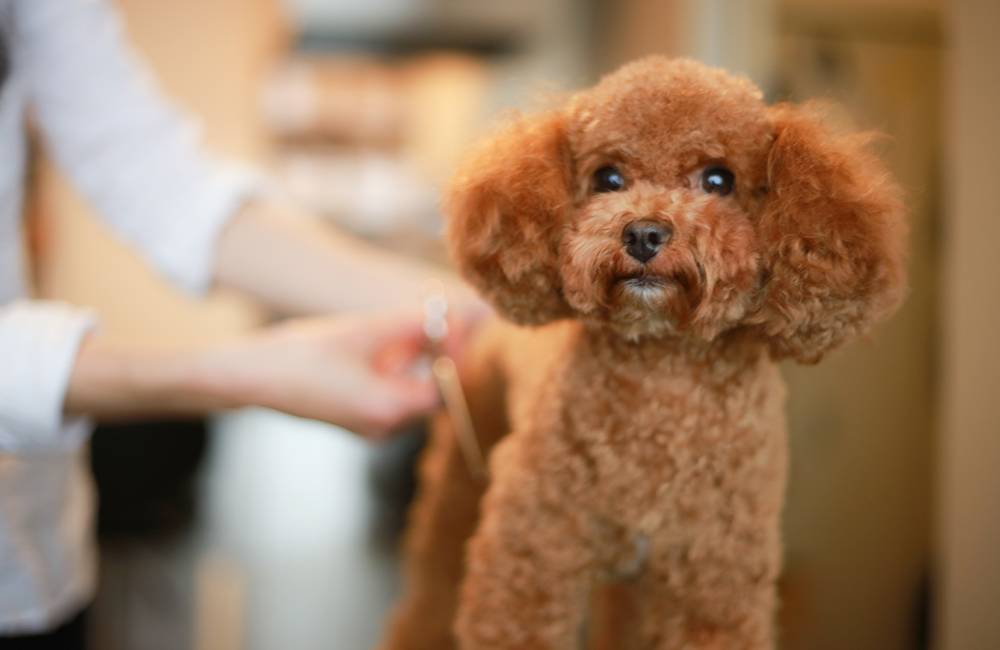 トリミング・ペットホテル